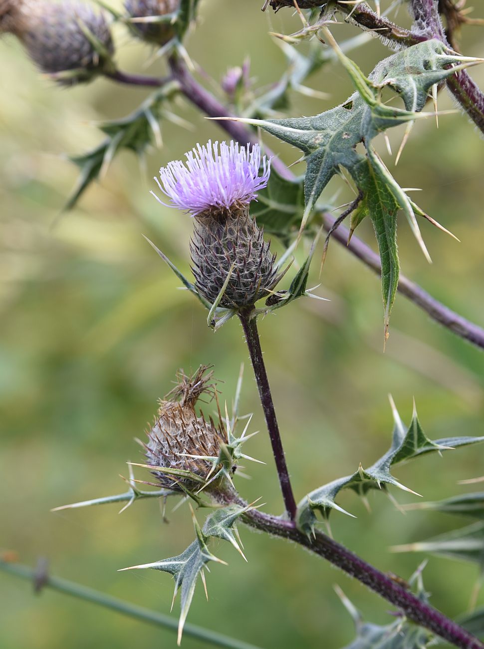 Image of Cirsium ketzkhovelii specimen.