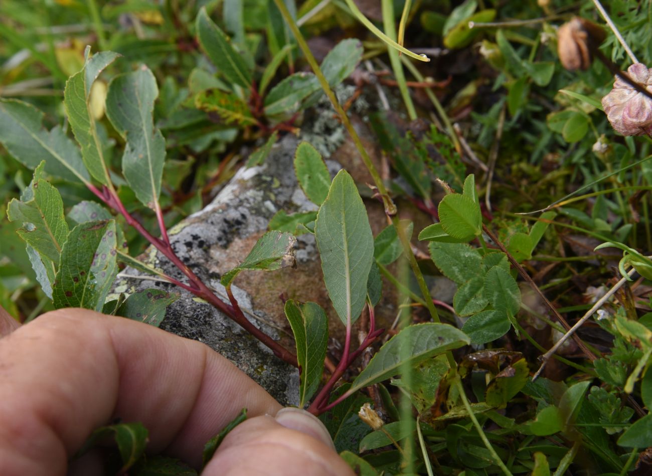 Image of Salix caucasica specimen.