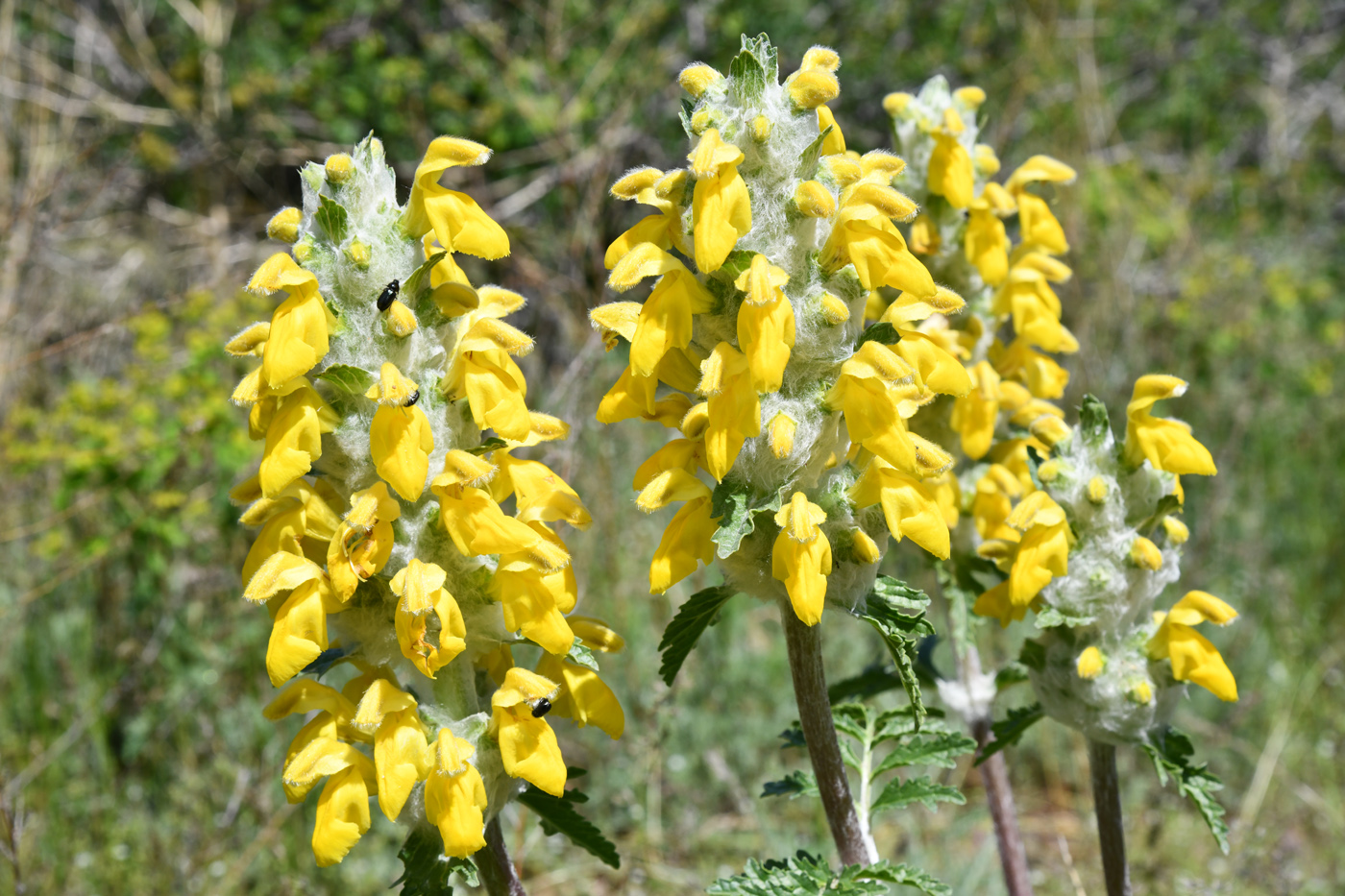 Изображение особи Phlomoides speciosa.