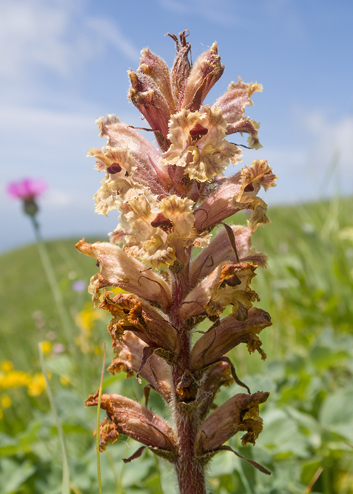 Image of Orobanche owerinii specimen.