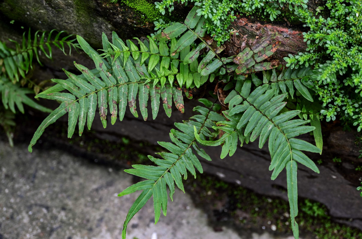 Изображение особи Pteris vittata.