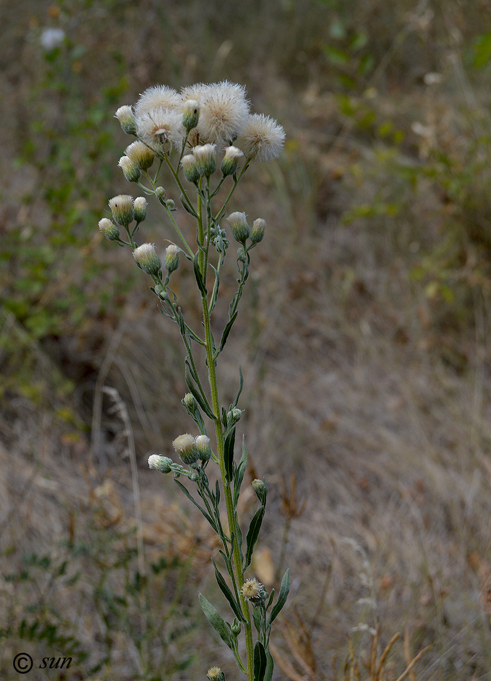 Image of Erigeron acris specimen.