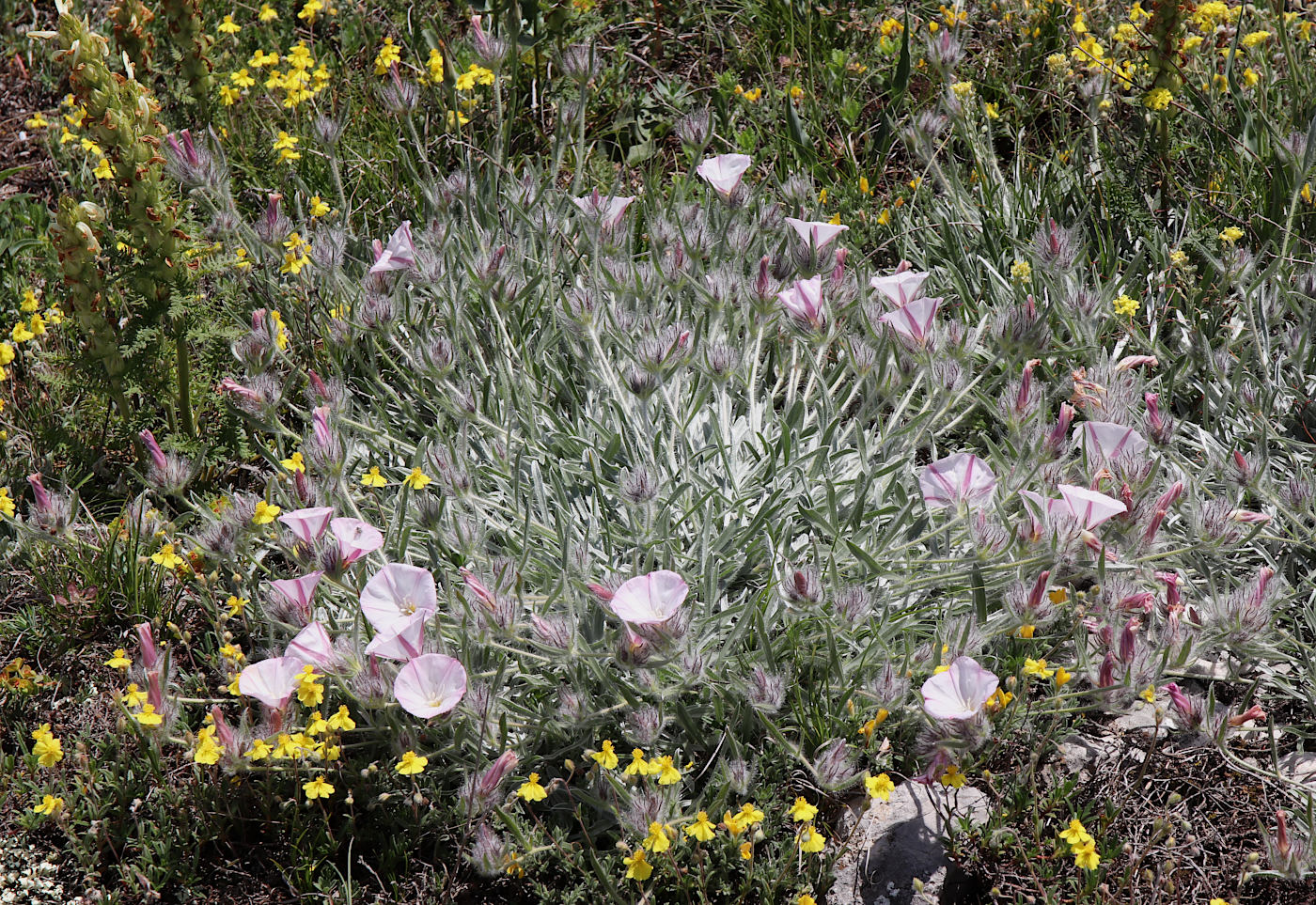 Image of Convolvulus tauricus specimen.