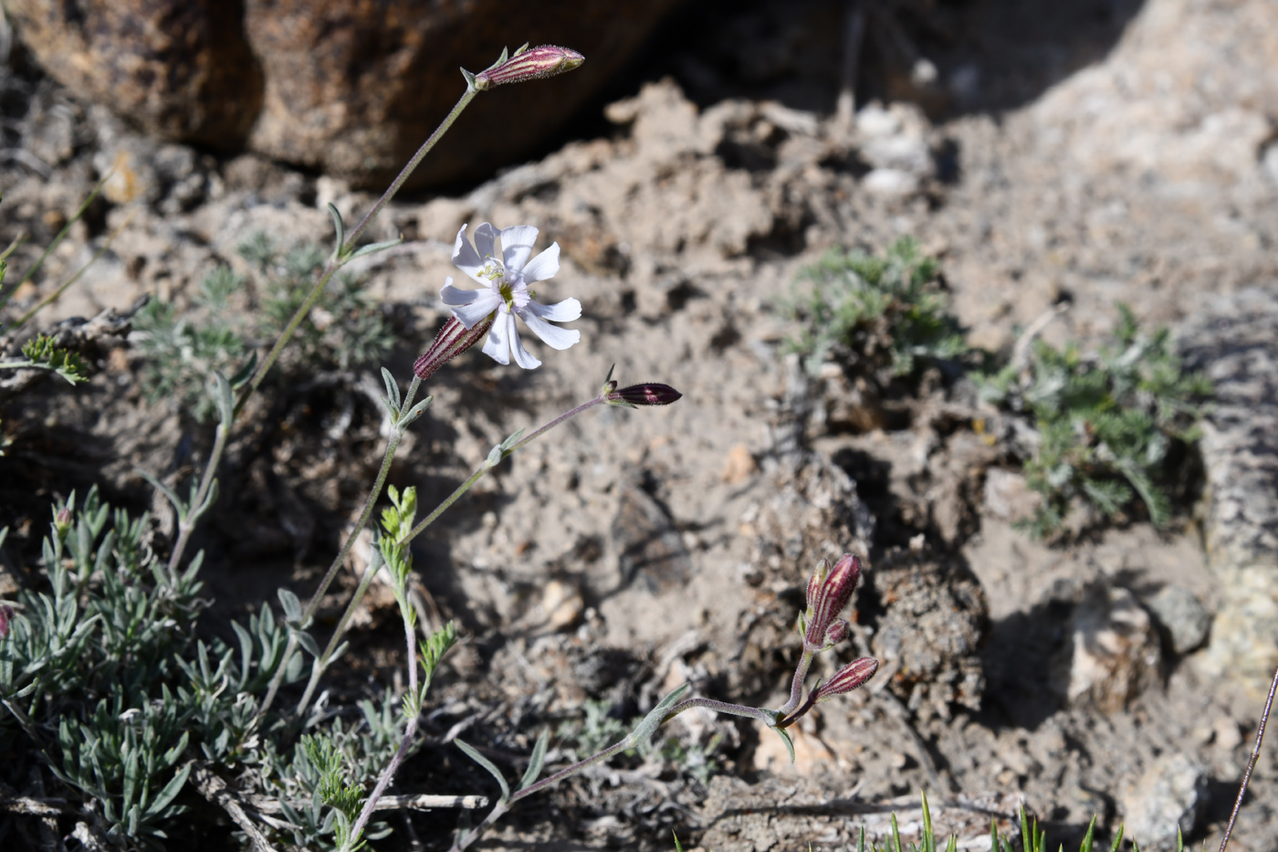 Image of Silene microphylla specimen.