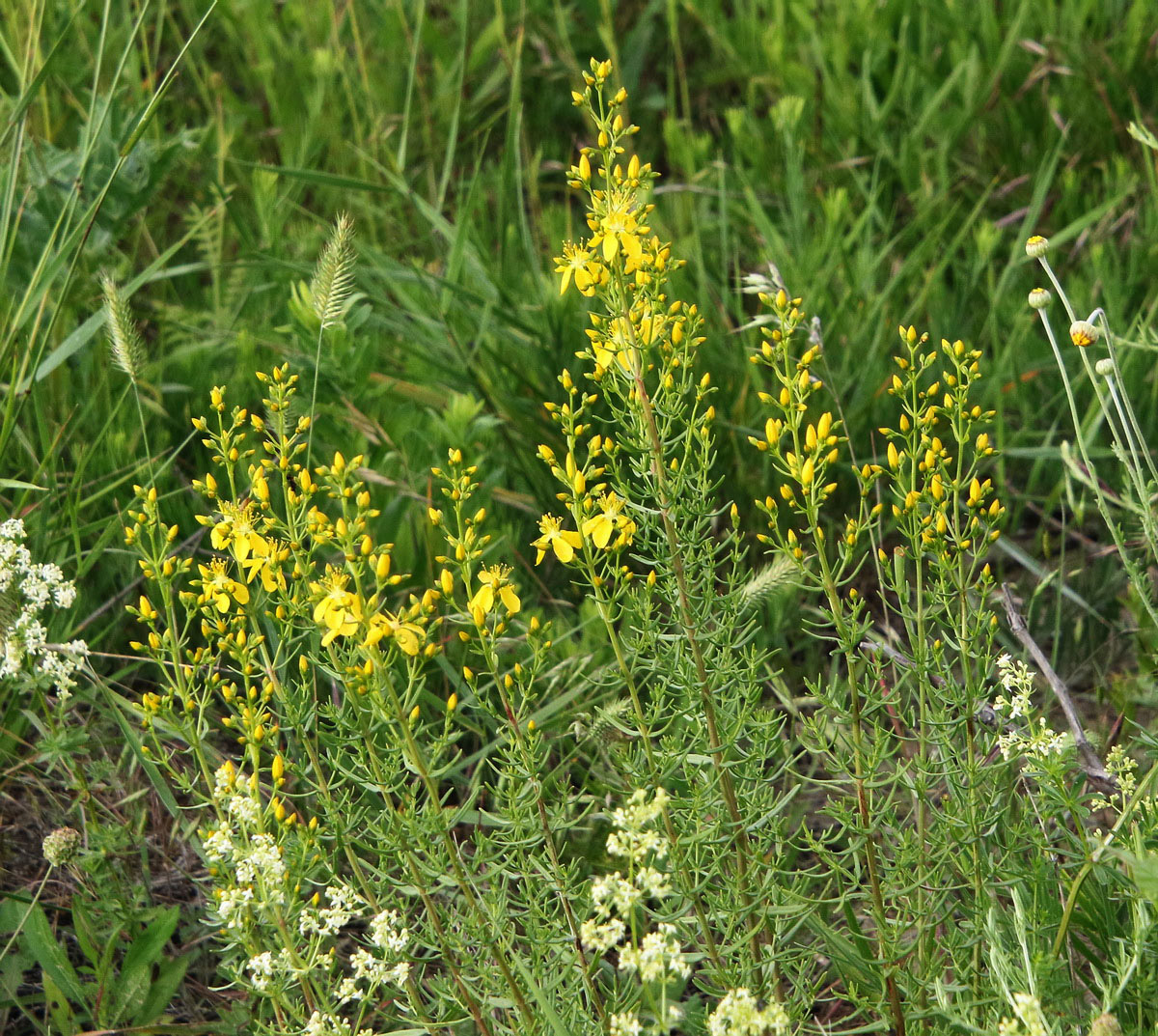 Изображение особи Hypericum lydium.