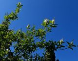 genus Exochorda