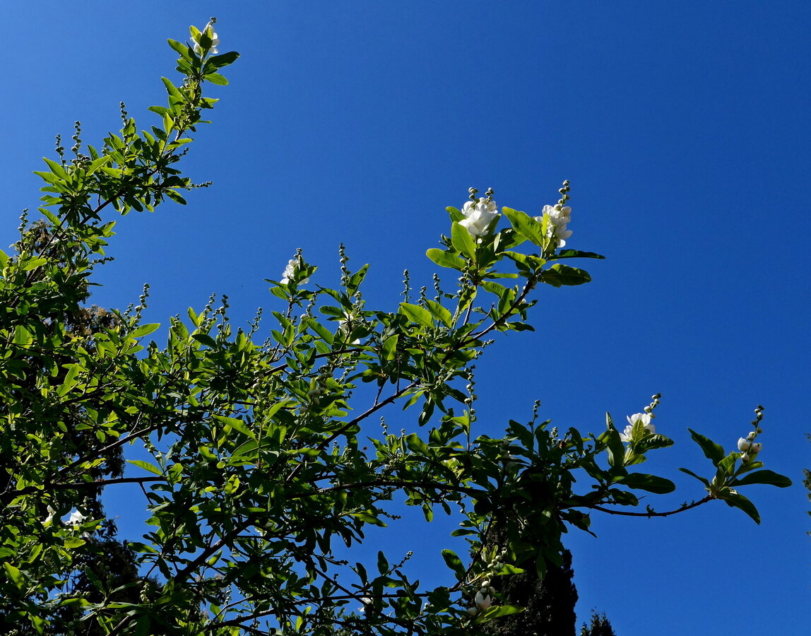 Image of genus Exochorda specimen.