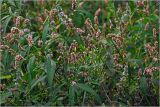 Persicaria lapathifolia. Цветущие растения. Московская обл., Раменский р-н, окр. дер. Хрипань, садовый участок. 17.08.2024.