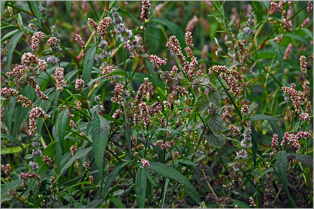 Изображение особи Persicaria lapathifolia.