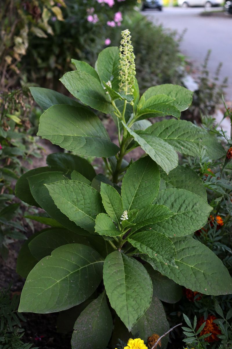 Изображение особи род Phytolacca.