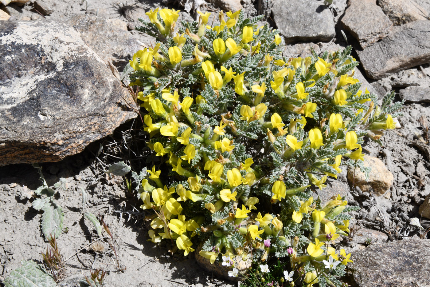 Изображение особи Astragalus lasiosemius.