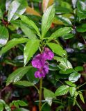 Impatiens balsamina