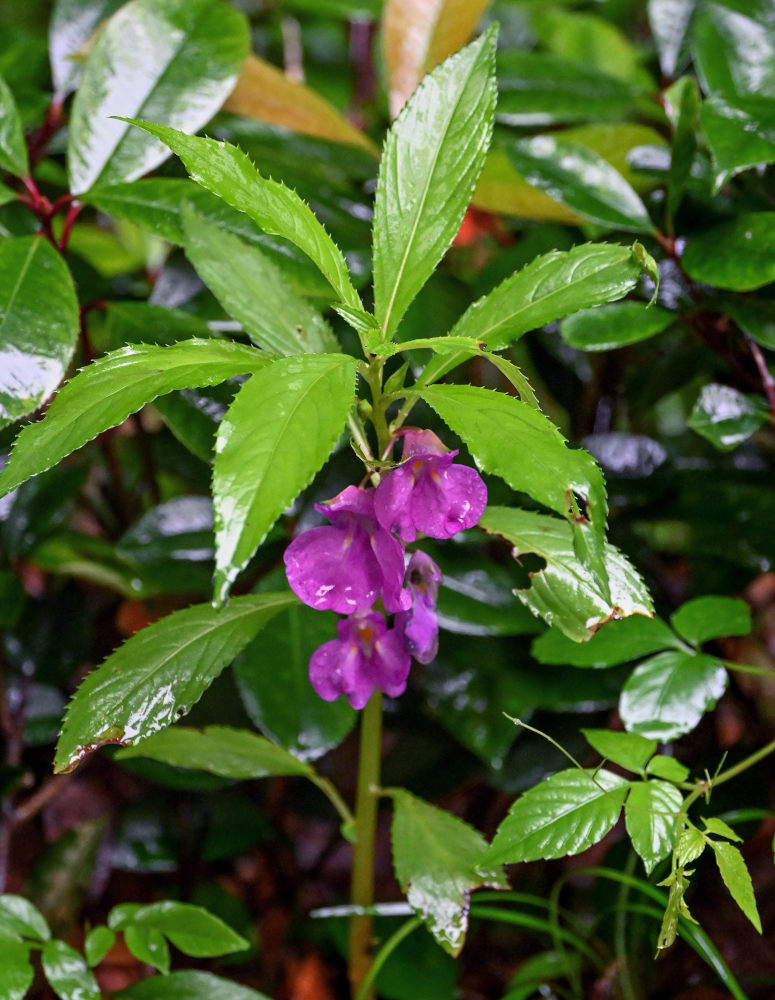 Изображение особи Impatiens balsamina.