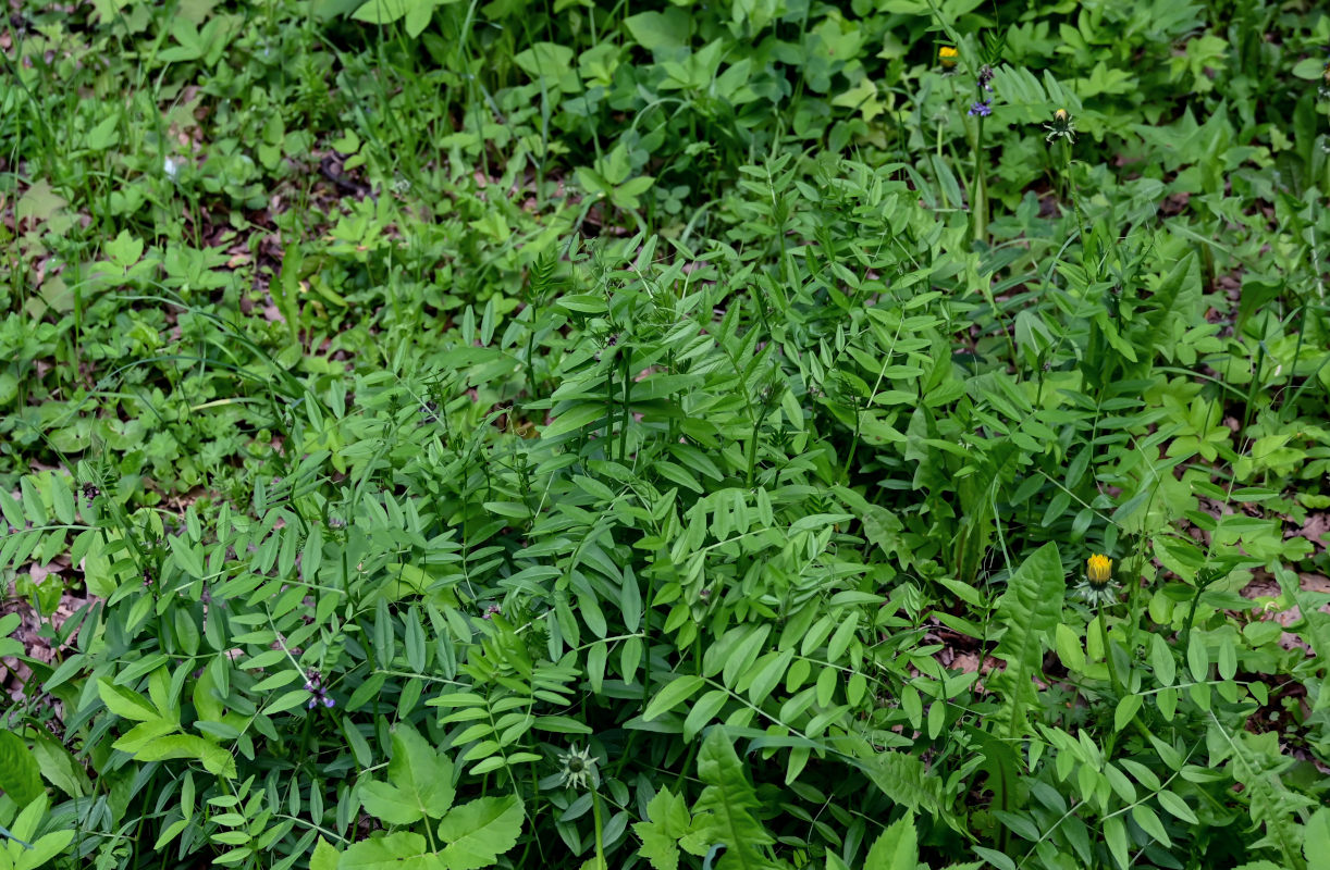 Image of Vicia sepium specimen.