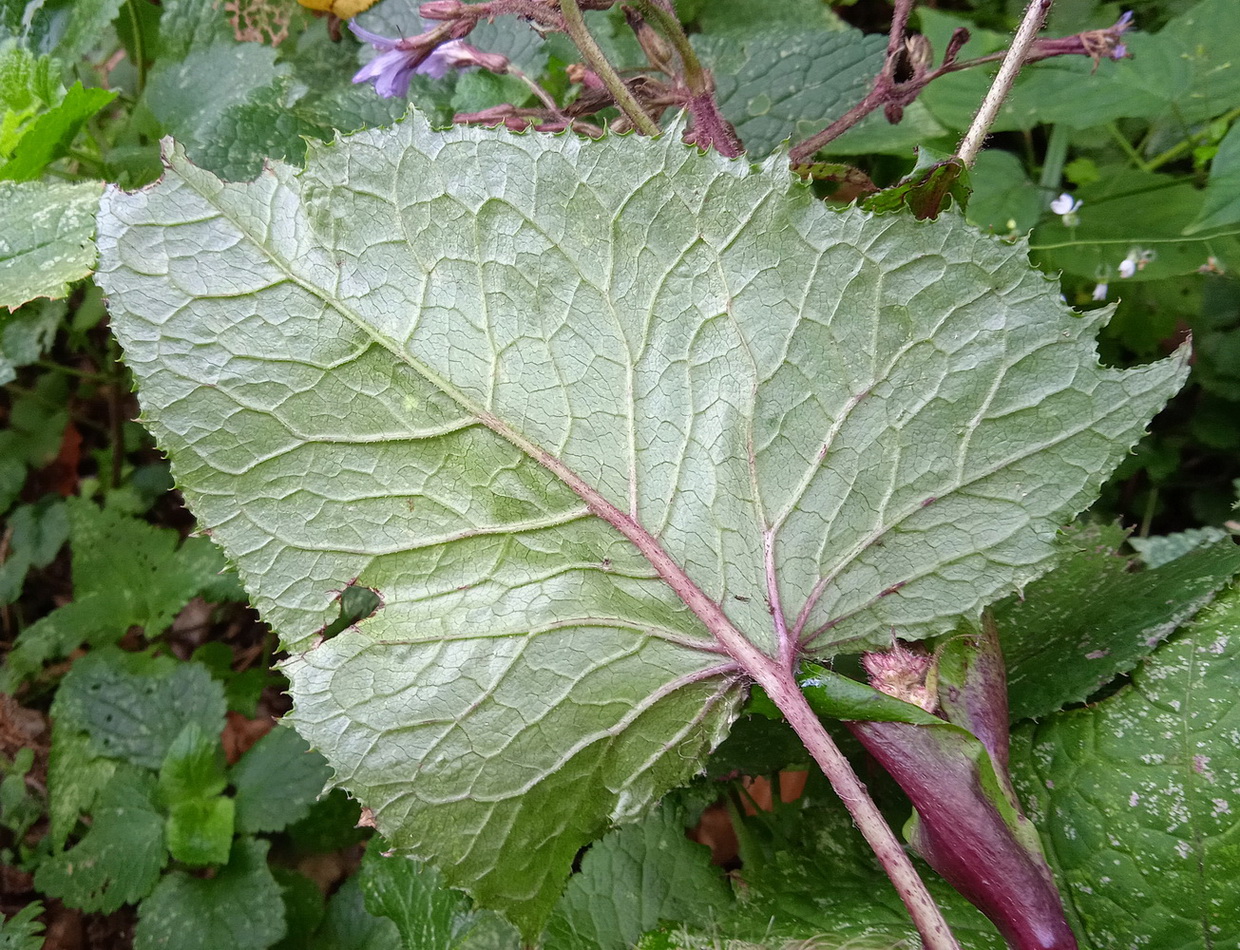 Изображение особи Cicerbita macrophylla.