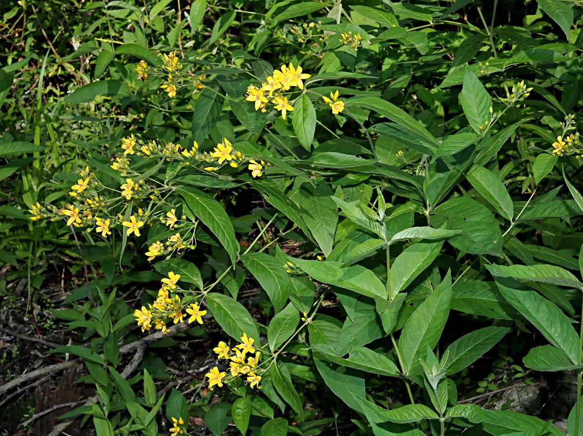 Изображение особи Lysimachia vulgaris.