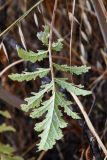 Phlomoides hissarica