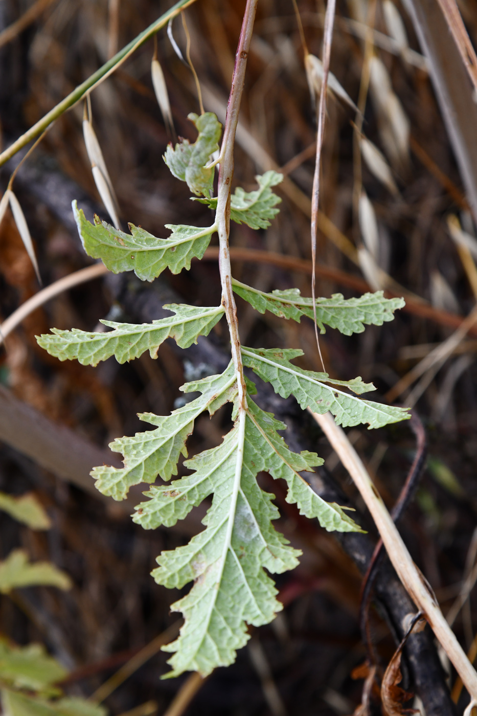 Image of Phlomoides hissarica specimen.