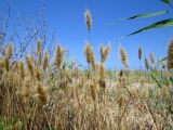 Polypogon monspeliensis