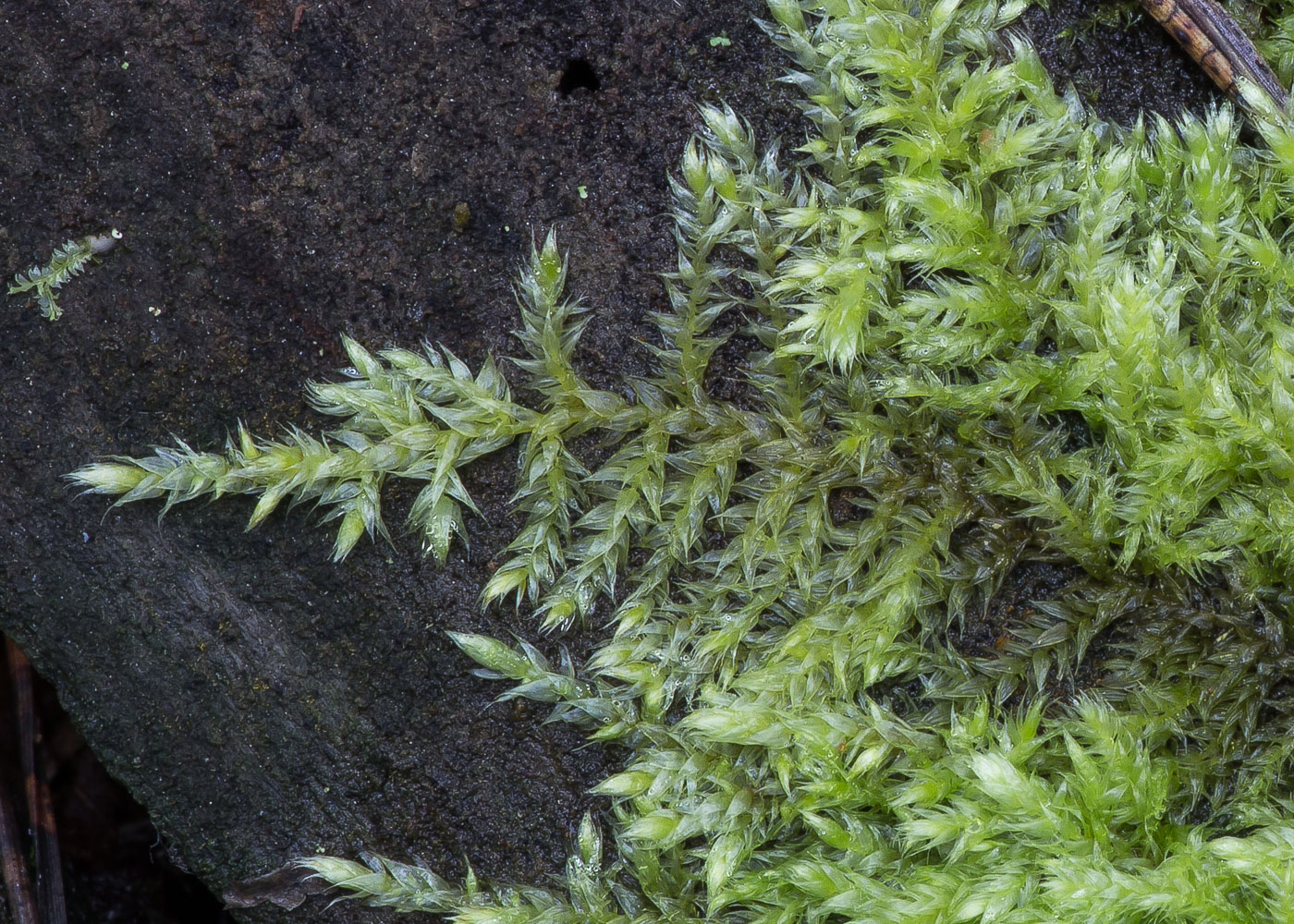 Image of familia Brachytheciaceae specimen.