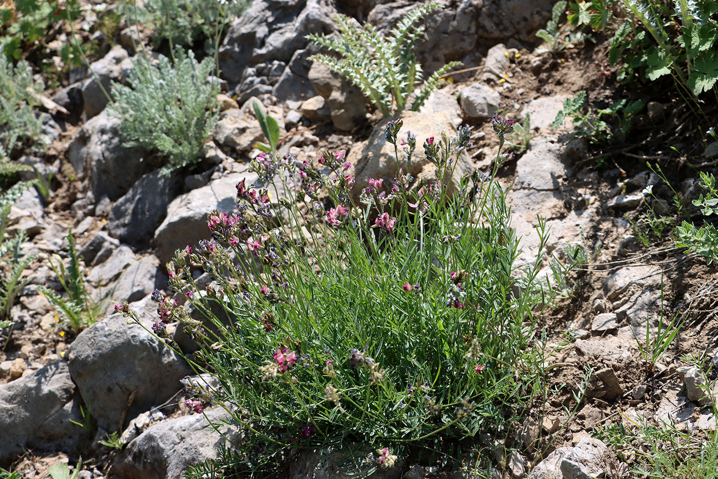 Изображение особи Oxytropis tschimganica.