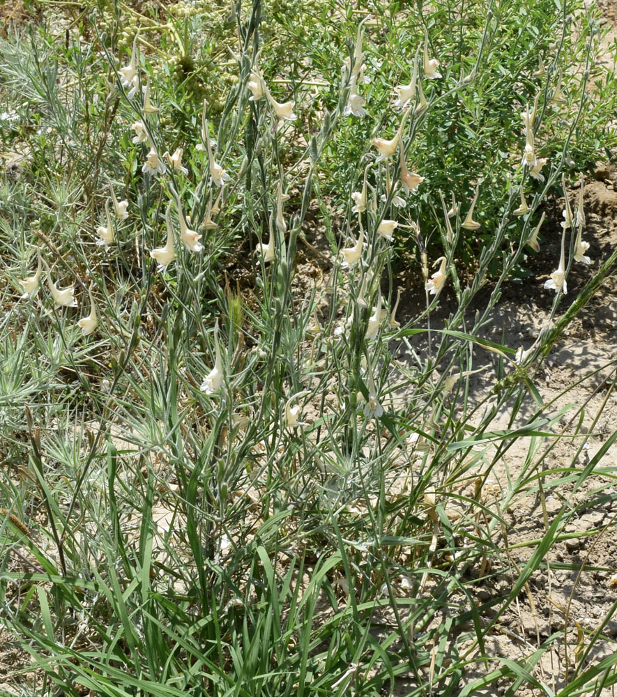 Image of Delphinium stocksianum specimen.