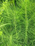 Equisetum telmateia