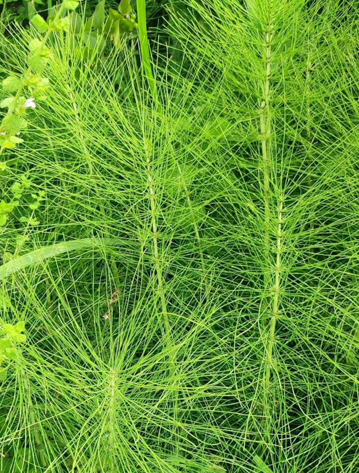 Image of Equisetum telmateia specimen.