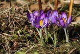 Crocus vernus. Цветущие растения. Ленинградская обл., Ломоносовский р-н, пос. Дубки, дачный участок. 29.03.2025.