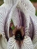 Iris korolkowii