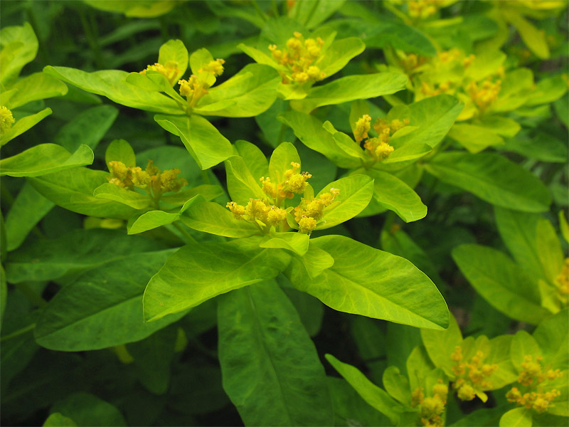 Image of Euphorbia lingulata specimen.