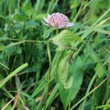 Смотреть изображение Astrantia maxima