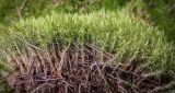 Смотреть изображение Dicranum polysetum