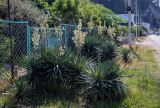 View full-size image Yucca gloriosa