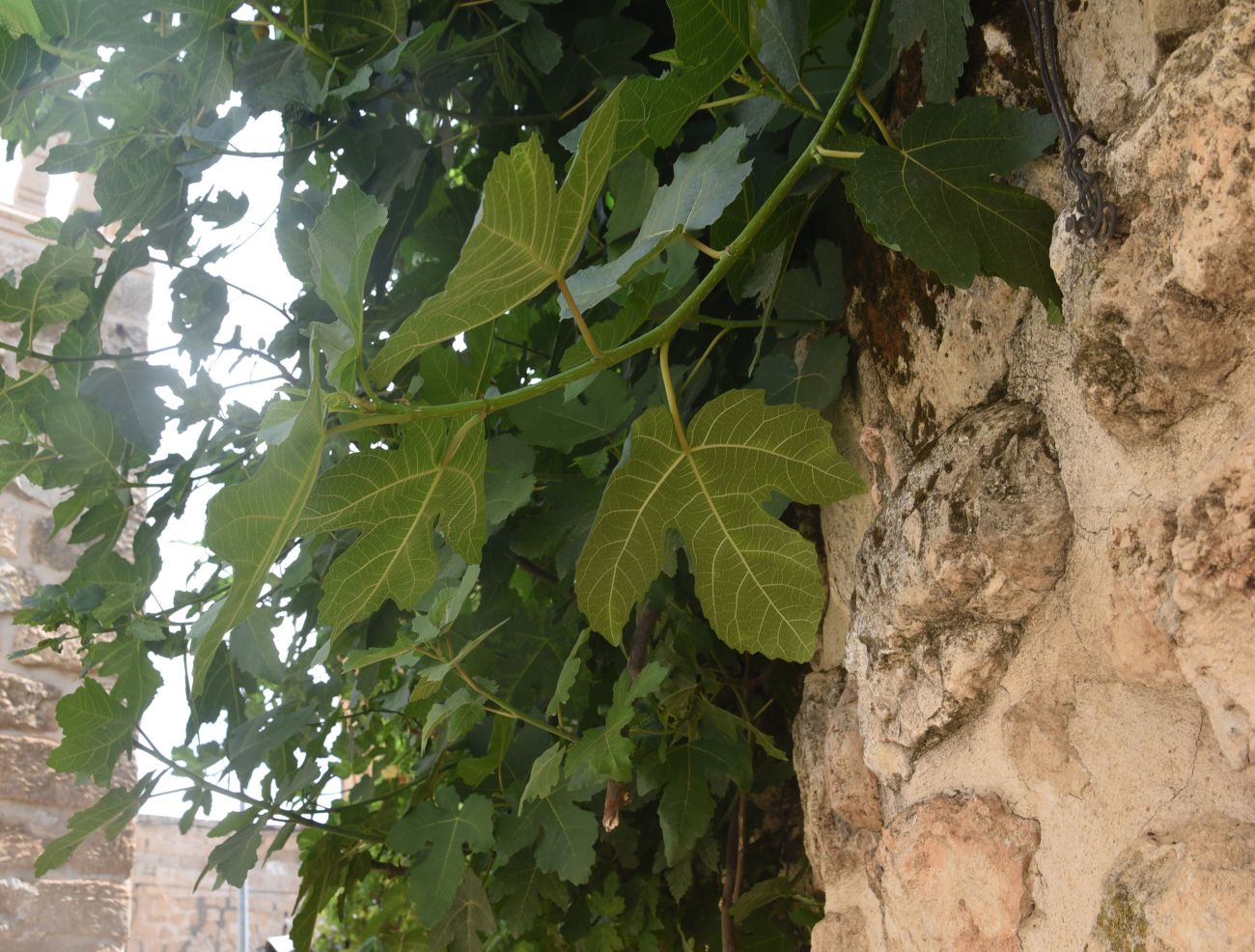 Изображение особи Ficus carica.