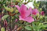 View full-size image genus Rhododendron