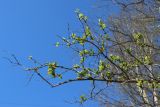 View full-size image Lonicera tatarica