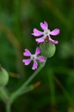 View full-size image genus Pleconax