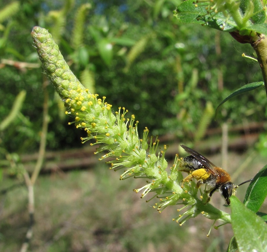 Image of Salix triandra specimen.