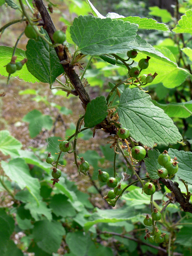 Image of Ribes hispidulum specimen.