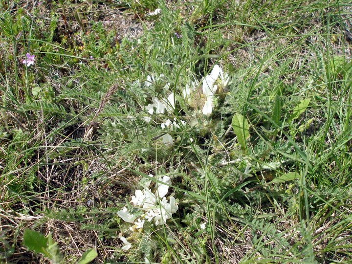 Изображение особи Astragalus dolichophyllus.