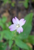 Epilobium montanum