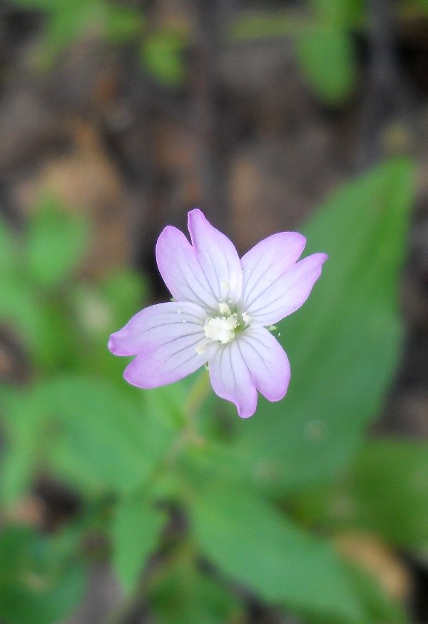 Image of Epilobium montanum specimen.