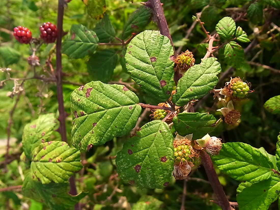 Image of Rubus ulmifolius specimen.