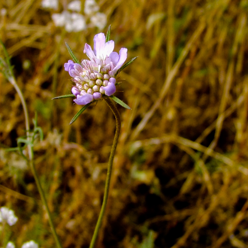 Изображение особи Sixalix arenaria.