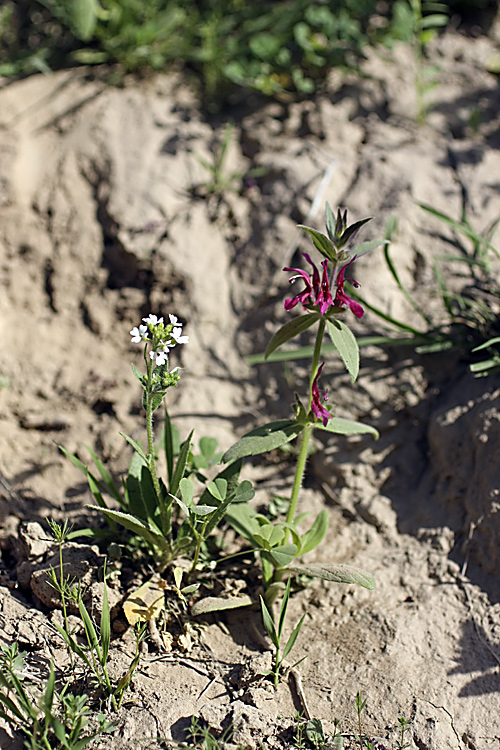 Image of Hypogomphia purpurea specimen.