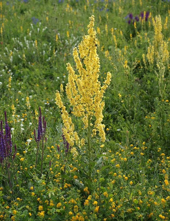 Изображение особи Verbascum lychnitis.