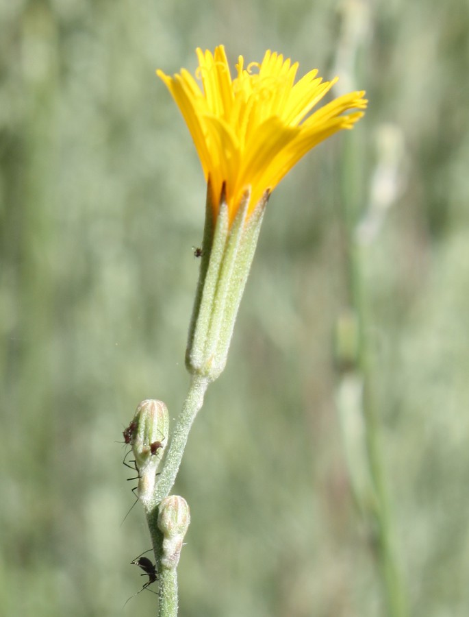 Image of Chondrilla juncea specimen.