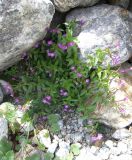 Epilobium algidum