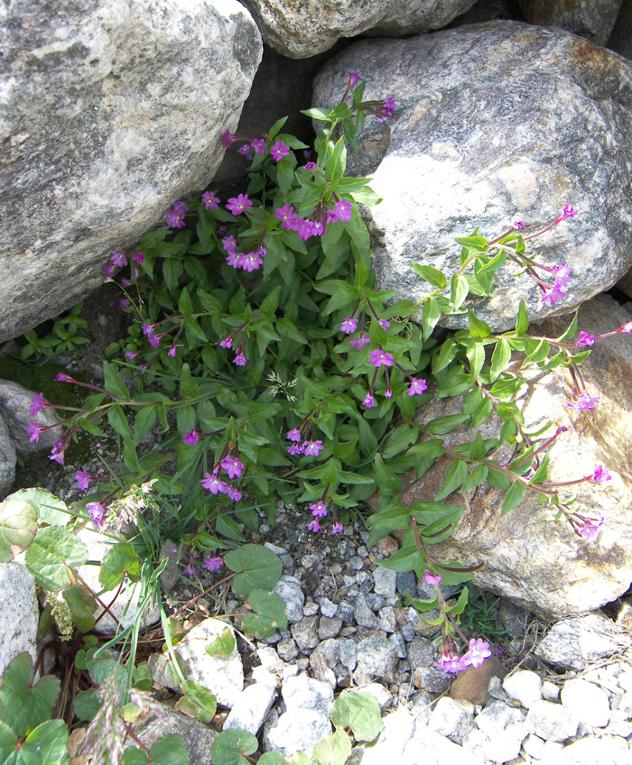 Image of Epilobium algidum specimen.